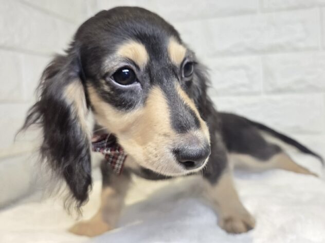 香川県のミニチュアダックスフンド(ロング) (ワンキャラット アミーゴ丸亀店/2026年11月5日生まれ/女の子/ブラックタン)の子犬の2枚目の画像