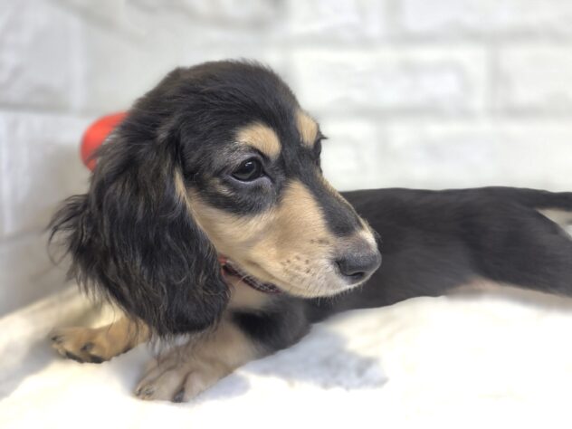 香川県のミニチュアダックスフンド(ロング) (ワンキャラット アミーゴ丸亀店/2026年11月5日生まれ/女の子/ブラックタン)の子犬の3枚目の画像