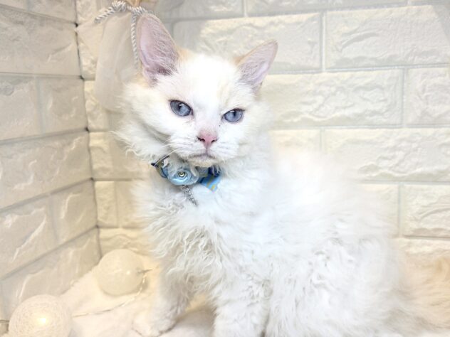 香川県のセルカークレックス (ワンキャラット アミーゴ丸亀店/2025年8月24日生まれ/男の子/レッドリンクスポイント)の子猫の1枚目の画像