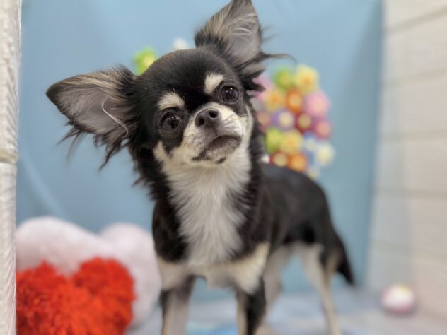 兵庫県のチワワ(ロング) (ワンキャラット アミーゴ姫路飾磨店/2025年7月24日生まれ/女の子/ブラッククリーム)の子犬の2枚目の画像