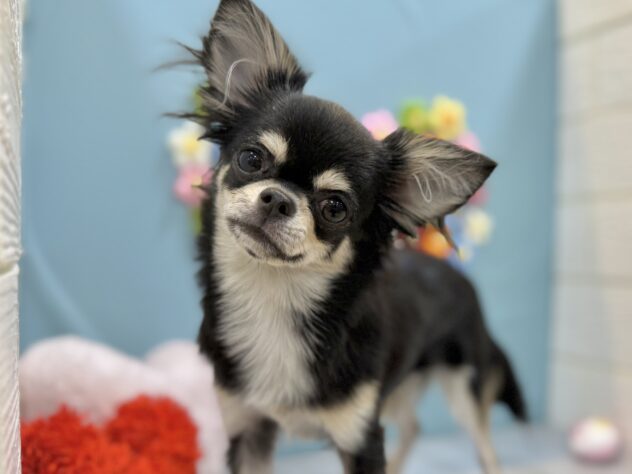 兵庫県のチワワ(ロング) (ワンキャラット アミーゴ姫路飾磨店/2025年7月24日生まれ/女の子/ブラッククリーム)の子犬の3枚目の画像