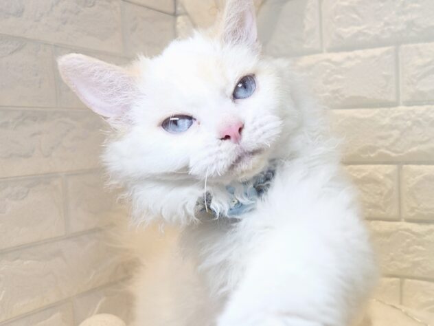 香川県のセルカークレックス (ワンキャラット アミーゴ丸亀店/2025年8月24日生まれ/男の子/レッドリンクスポイント)の子猫の3枚目の画像