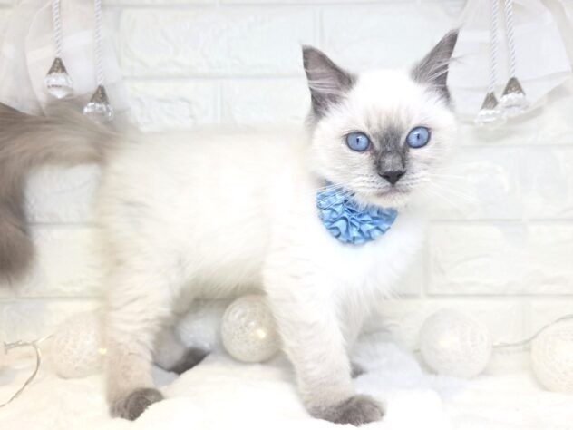 香川県のラグドール (ワンキャラット アミーゴ丸亀店/2026年11月19日生まれ/男の子/ブルーポイント)の子猫の2枚目の画像