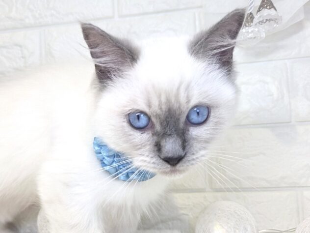 香川県のラグドール (ワンキャラット アミーゴ丸亀店/2026年11月19日生まれ/男の子/ブルーポイント)の子猫の1枚目の画像