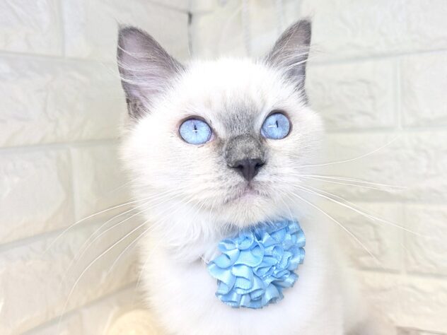 香川県のラグドール (ワンキャラット アミーゴ丸亀店/2026年11月19日生まれ/男の子/ブルーポイント)の子猫の3枚目の画像