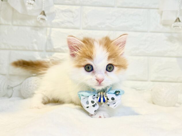 香川県のマンチカン (ワンキャラット アミーゴ丸亀店/2026年1月8日生まれ/男の子/レッドタビーホワイト)の子猫の1枚目の画像