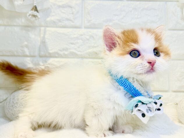 香川県のマンチカン (ワンキャラット アミーゴ丸亀店/2026年1月8日生まれ/男の子/レッドタビーホワイト)の子猫の2枚目の画像