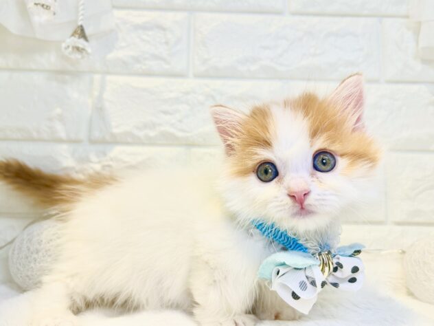 香川県のマンチカン (ワンキャラット アミーゴ丸亀店/2026年1月8日生まれ/男の子/レッドタビーホワイト)の子猫の3枚目の画像