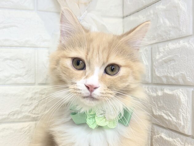 香川県のミヌエット (ワンキャラット アミーゴ丸亀店/2026年10月19日生まれ/男の子/レッドタビーホワイト)の子猫