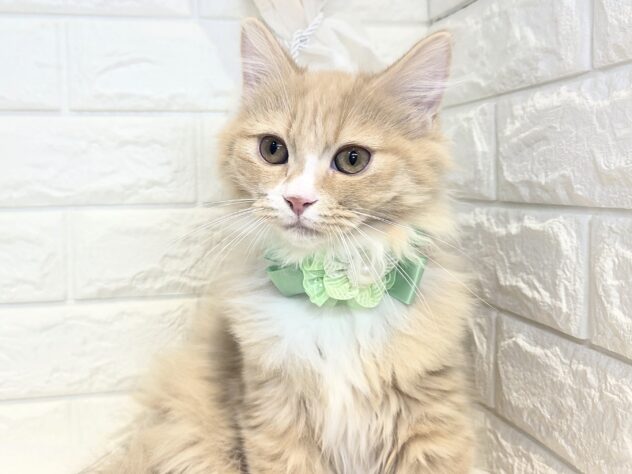 香川県のミヌエット (ワンキャラット アミーゴ丸亀店/2026年10月19日生まれ/男の子/レッドタビーホワイト)の子猫の3枚目の画像