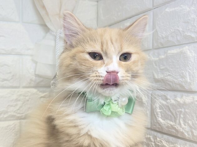 香川県のミヌエット (ワンキャラット アミーゴ丸亀店/2026年10月19日生まれ/男の子/レッドタビーホワイト)の子猫の2枚目の画像