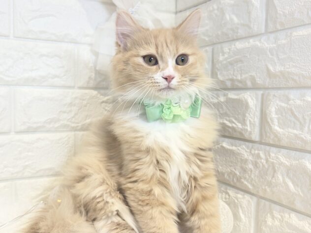 香川県のミヌエット (ワンキャラット アミーゴ丸亀店/2026年10月19日生まれ/男の子/レッドタビーホワイト)の子猫の4枚目の画像