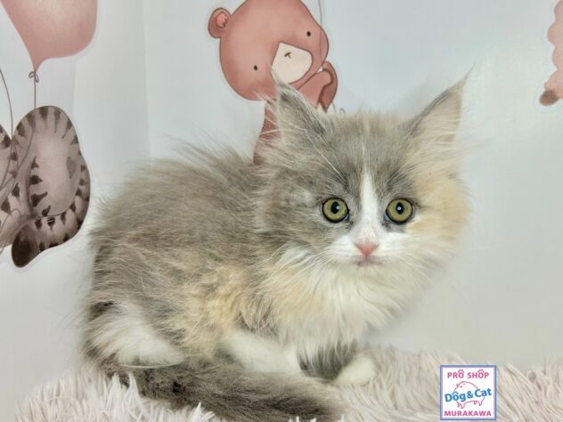 広島県のラガマフィン (アミーゴ温品店/2025年12月31日生まれ/女の子/ダイリュートキャリコ)の子猫