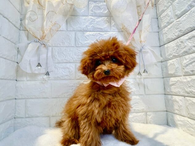 香川県のトイプードル(トイ) (ワンキャラット アミーゴ丸亀店/2025年10月3日生まれ/女の子/レッド)の子犬の1枚目の画像