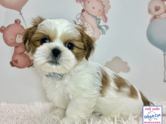 広島県のハーフ犬・ミックス犬 (アミーゴ温品店/2026年1月8日生まれ/男の子/ホワイトゴールド)の子犬