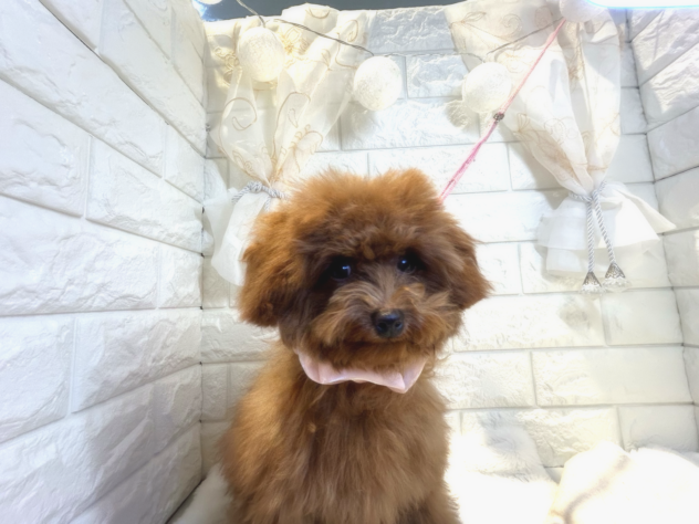 香川県のトイプードル(トイ) (ワンキャラット アミーゴ丸亀店/2025年10月3日生まれ/女の子/レッド)の子犬の2枚目の画像