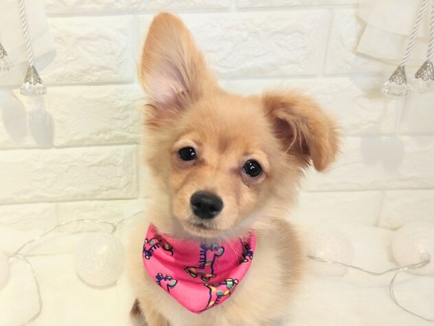 2025年11月21日生まれのハーフ犬・ミックス犬