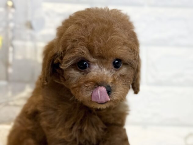 香川県のトイプードル(トイ) (ワンキャラット アミーゴ丸亀店/2026年1月9日生まれ/男の子/オレンジフォーン)の子犬の2枚目の画像