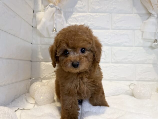 香川県のトイプードル(トイ) (ワンキャラット アミーゴ丸亀店/2026年1月9日生まれ/男の子/オレンジフォーン)の子犬の3枚目の画像