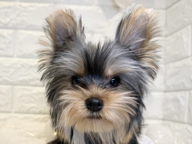 香川県のヨークシャーテリア (ワンキャラット アミーゴ丸亀店/2025年11月9日生まれ/女の子/スチールブルータン)の子犬の1枚目の画像