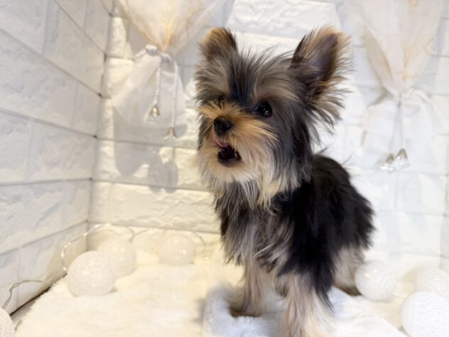 香川県のヨークシャーテリア (ワンキャラット アミーゴ丸亀店/2025年11月9日生まれ/女の子/スチールブルータン)の子犬の3枚目の画像