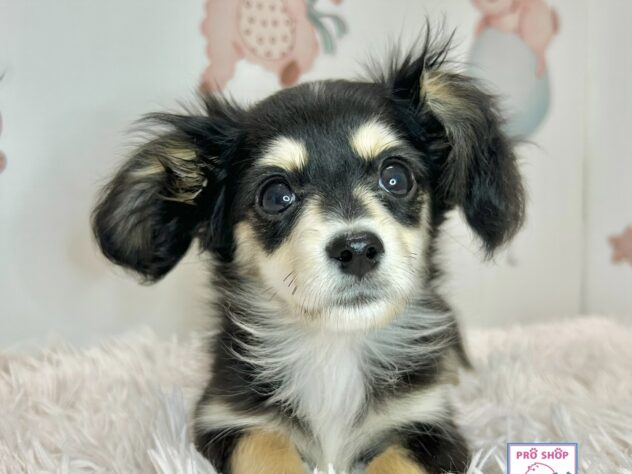 広島県のハーフ犬・ミックス犬 (アミーゴ温品店/2025年12月6日生まれ/女の子/ブラッククリーム)の子犬