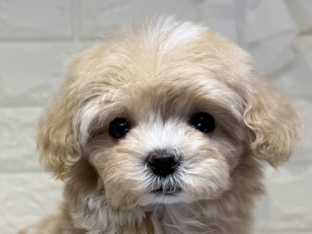 香川県のハーフ犬・ミックス犬 (ワンキャラット アミーゴ丸亀店/2026年1月10日生まれ/女の子/クリーム)の子犬の1枚目の画像