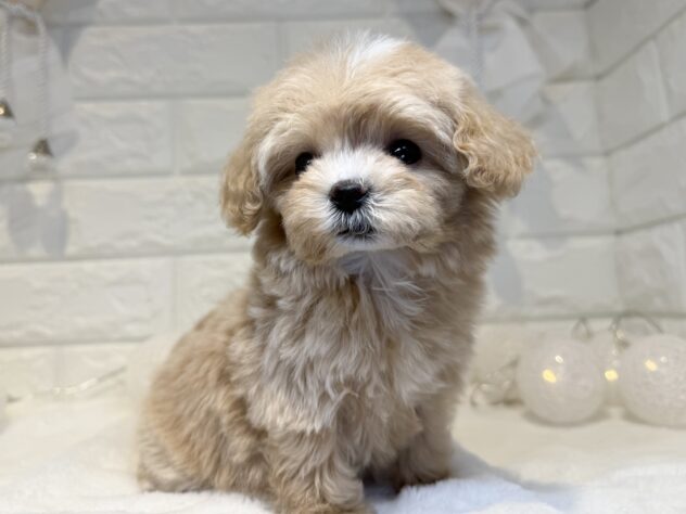 香川県のハーフ犬・ミックス犬 (ワンキャラット アミーゴ丸亀店/2026年1月10日生まれ/女の子/クリーム)の子犬の3枚目の画像