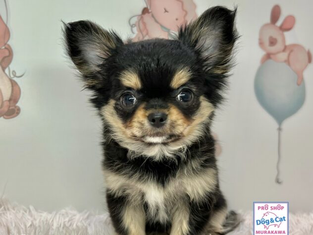 広島県のチワワ(ロング) (アミーゴ温品店/2026年1月9日生まれ/女の子/ブラックタンホワイト)の子犬