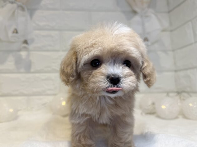 香川県のハーフ犬・ミックス犬 (ワンキャラット アミーゴ丸亀店/2026年1月10日生まれ/女の子/クリーム)の子犬の2枚目の画像