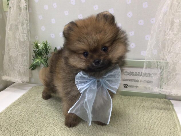 愛媛県のポメラニアン (アミーゴ松山久米店/2026年1月5日生まれ/男の子/オレンジセーブル)の子犬の2枚目の画像