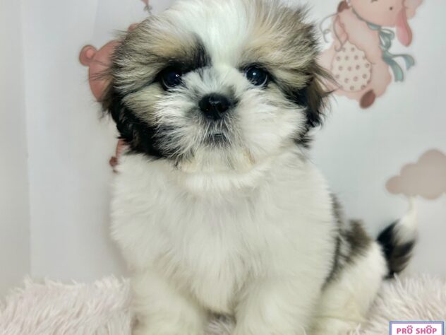 広島県のシーズー (アミーゴ温品店/2026年1月1日生まれ/女の子/ゴールドホワイト)の子犬