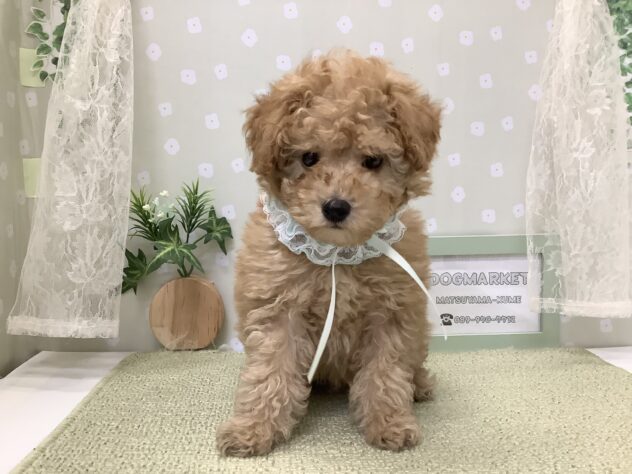 愛媛県のトイプードル(トイ) (アミーゴ松山久米店/2026年1月6日生まれ/男の子/ペールフォーン)の子犬の1枚目の画像