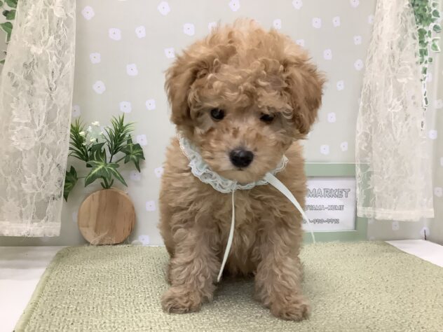 愛媛県のトイプードル(トイ) (アミーゴ松山久米店/2026年1月6日生まれ/男の子/ペールフォーン)の子犬の3枚目の画像