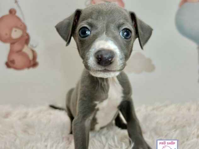広島県のイタリアングレーハウンド (アミーゴ温品店/2026年1月28日生まれ/女の子/ブルーホワイトマーキングス)の子犬の1枚目の画像