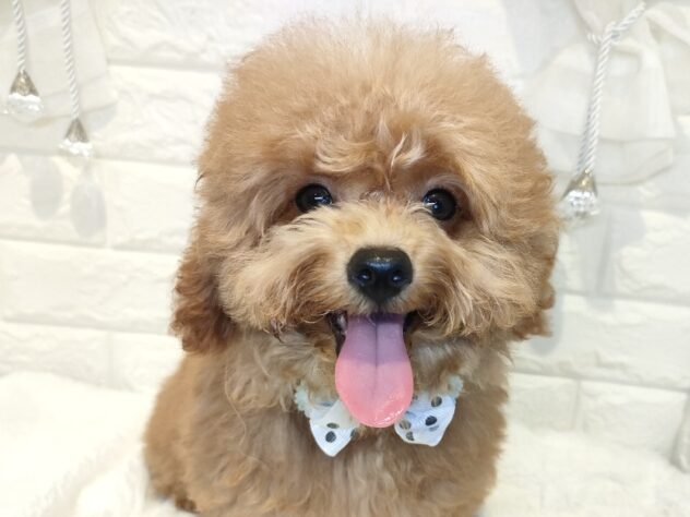 香川県のトイプードル(トイ) (ワンキャラット アミーゴ丸亀店/2025年11月5日生まれ/男の子/オレンジフォーン)の子犬の1枚目の画像