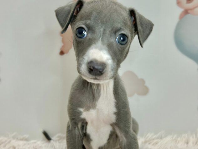 広島県のイタリアングレーハウンド (アミーゴ温品店/2026年1月28日生まれ/女の子/ブルーホワイトマーキングス)の子犬の3枚目の画像