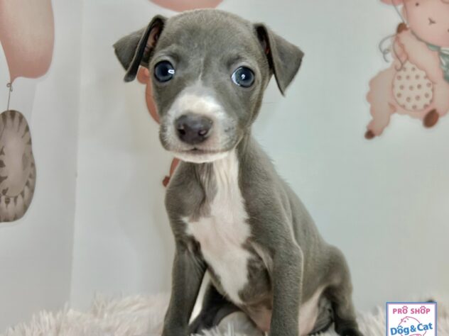 広島県のイタリアングレーハウンド (アミーゴ温品店/2026年1月28日生まれ/女の子/ブルーホワイトマーキングス)の子犬の2枚目の画像