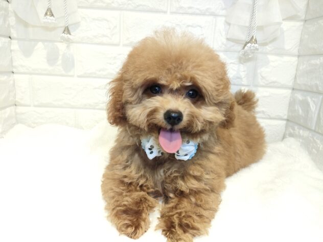 香川県のトイプードル(トイ) (ワンキャラット アミーゴ丸亀店/2025年11月5日生まれ/男の子/オレンジフォーン)の子犬の2枚目の画像