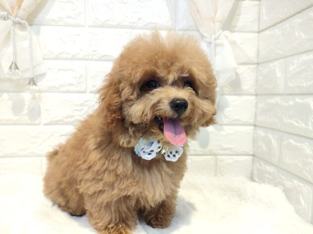 香川県のトイプードル(トイ) (ワンキャラット アミーゴ丸亀店/2025年11月5日生まれ/男の子/オレンジフォーン)の子犬の3枚目の画像