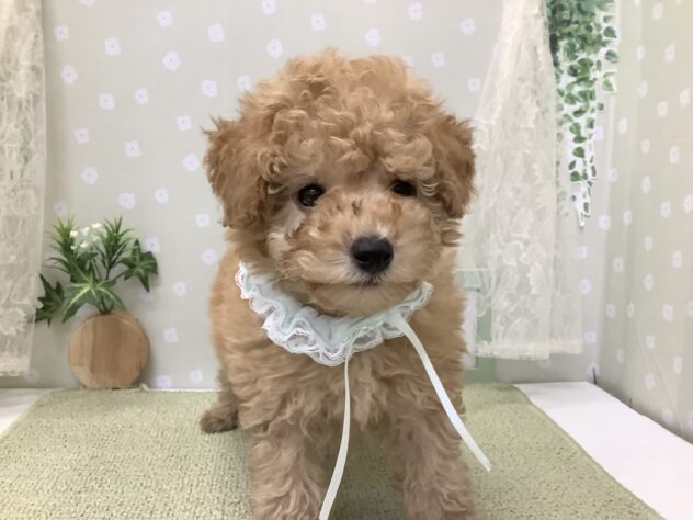 愛媛県のトイプードル(トイ) (アミーゴ松山久米店/2026年1月6日生まれ/男の子/ペールフォーン)の子犬の2枚目の画像