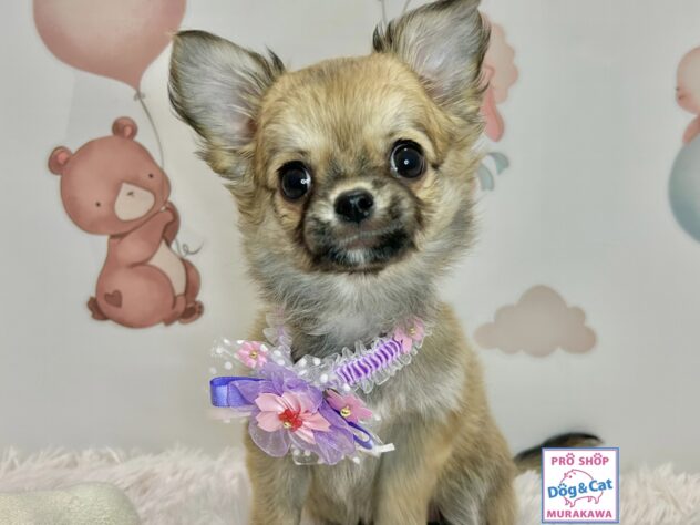 広島県のチワワ(ロング) (アミーゴ温品店/2026年1月15日生まれ/女の子/レッド)の子犬の2枚目の画像