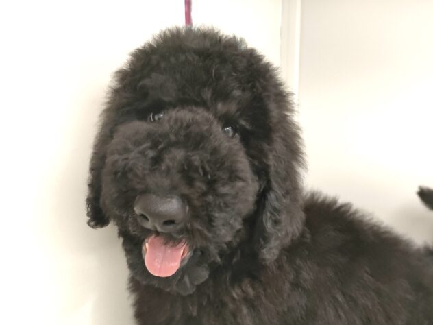 香川県のスタンダードプードル (ワンキャラット アミーゴ丸亀店/2025年12月22日生まれ/男の子/ブラック)の子犬の1枚目の画像