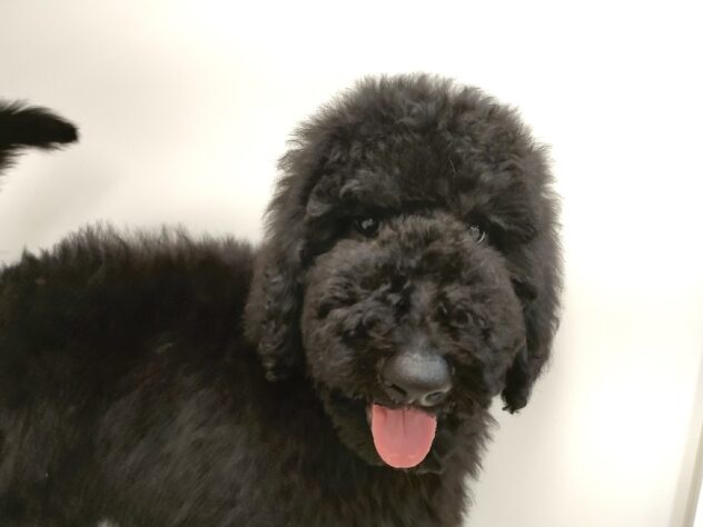 香川県のスタンダードプードル (ワンキャラット アミーゴ丸亀店/2025年12月22日生まれ/男の子/ブラック)の子犬の2枚目の画像