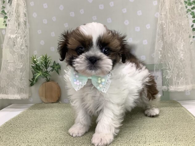 愛媛県のシーズー (アミーゴ松山久米店/2026年1月13日生まれ/女の子/ゴールドホワイト)の子犬の1枚目の画像