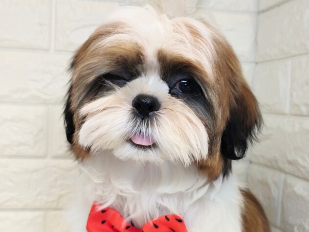 香川県のシーズー (ワンキャラット アミーゴ丸亀店/2025年11月24日生まれ/男の子/ゴールドホワイト)の子犬の2枚目の画像