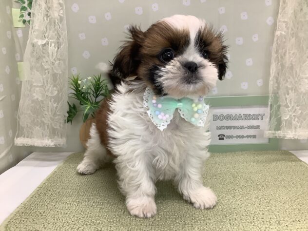 愛媛県のシーズー (アミーゴ松山久米店/2026年1月13日生まれ/女の子/ゴールドホワイト)の子犬の2枚目の画像