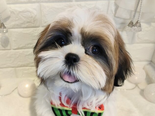 香川県のシーズー (ワンキャラット アミーゴ丸亀店/2025年11月24日生まれ/男の子/ゴールドホワイト)の子犬の1枚目の画像