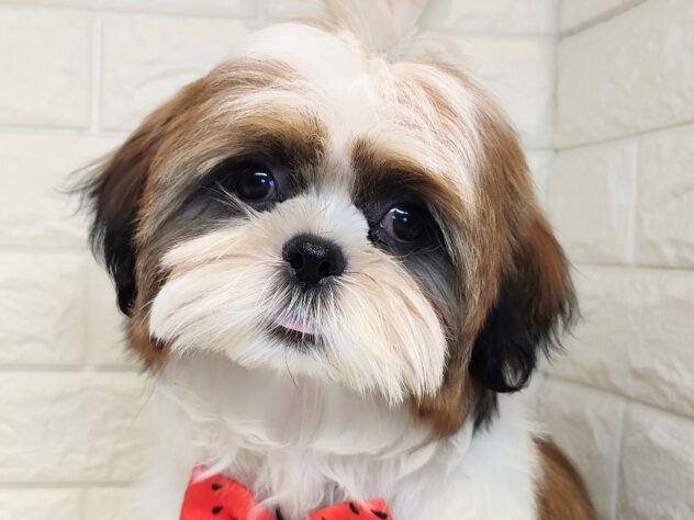 香川県のシーズー (ワンキャラット アミーゴ丸亀店/2025年11月24日生まれ/男の子/ゴールドホワイト)の子犬の3枚目の画像