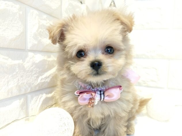 香川県のハーフ犬・ミックス犬 (ワンキャラット アミーゴ丸亀店/2026年1月21日生まれ/女の子/クリーム)の子犬の1枚目の画像